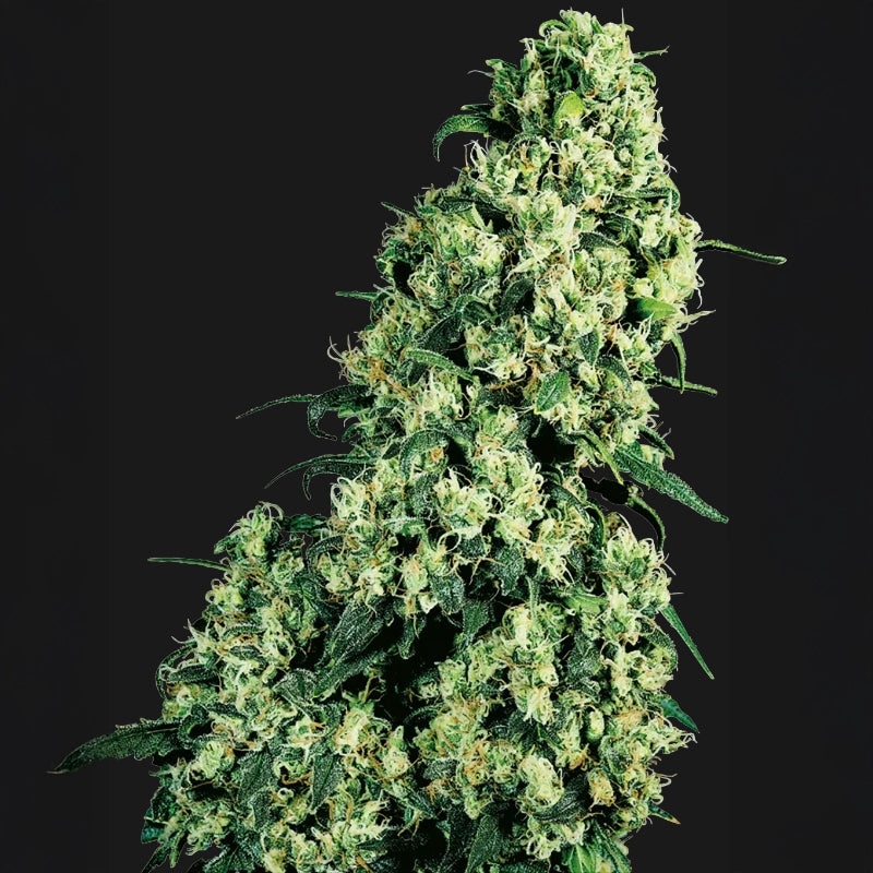 Skunk #1®