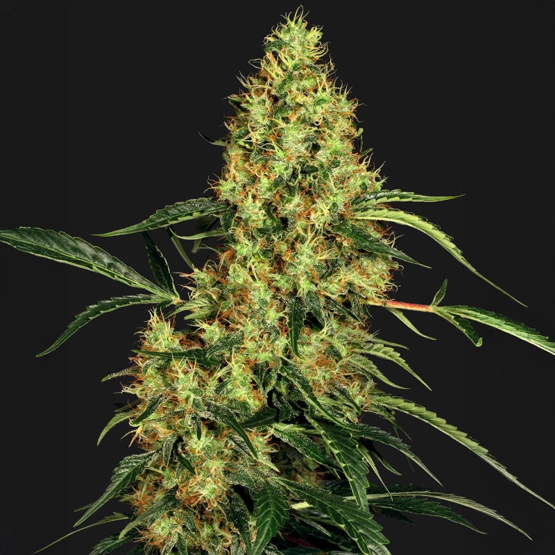 Mexican Sativa®
