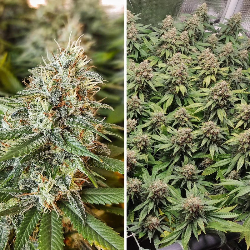 Amsterdam Amnesia