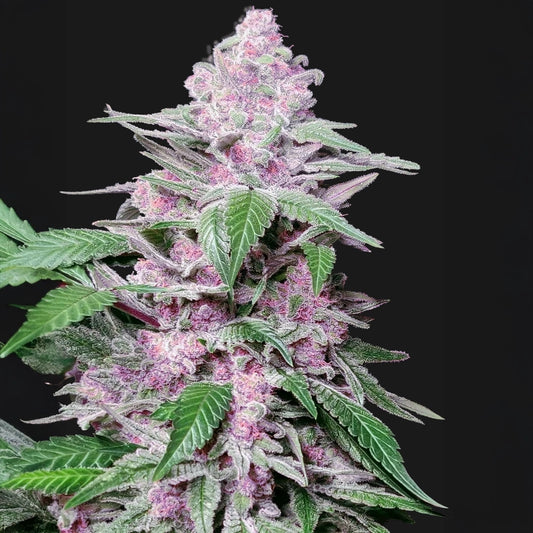 Purple Cookie Kush