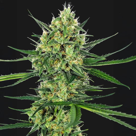 Tangerine Sugar  ®