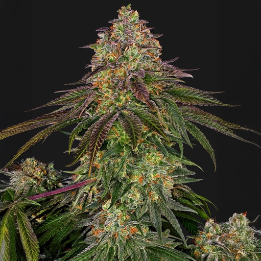 Sweet Cherry Kush®