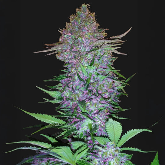 Purple Skunk Auto