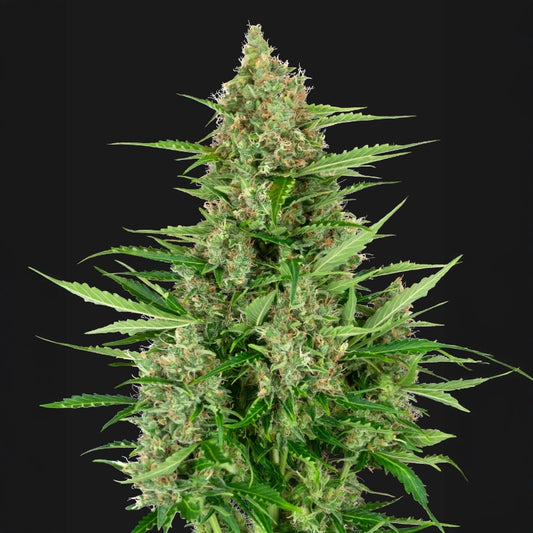 Double Kush Cake Auto