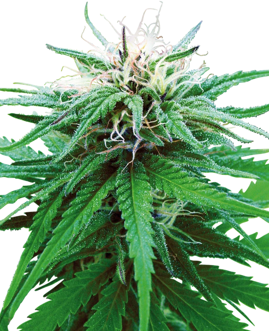 Ruderalis Indica®