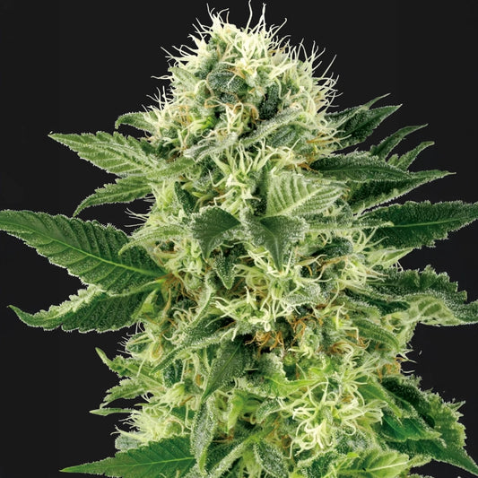 Northern Lights®