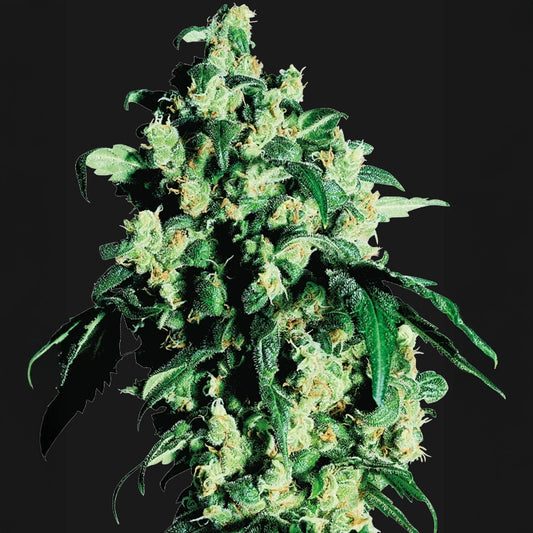 Super Skunk®