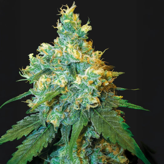 Jack Herer®