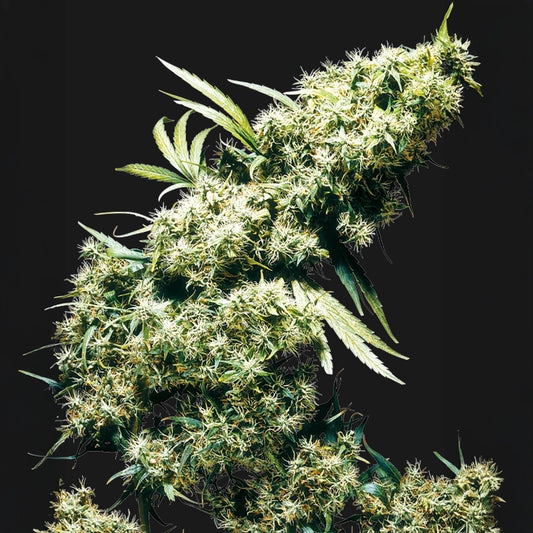 Jamaican Pearl®