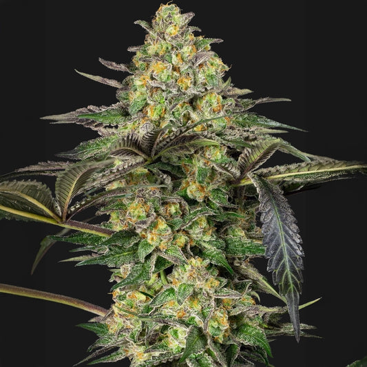 Grapevine Candy®