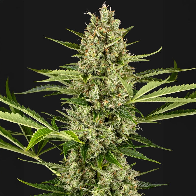 Jack Herer Auto