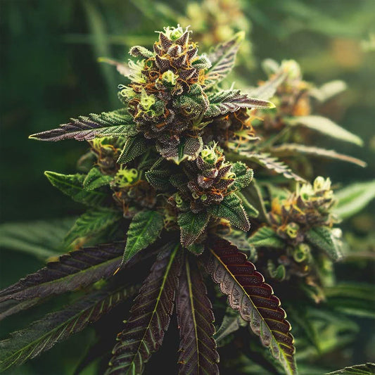 Cream Mandarin Auto