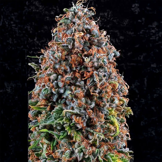Criticalz Kush