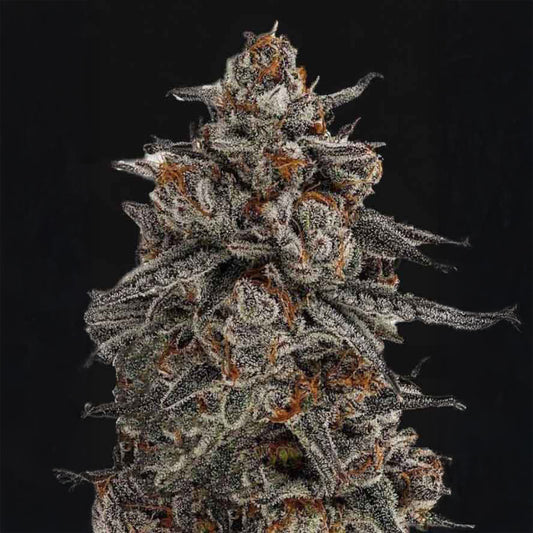 Orange Oreoz