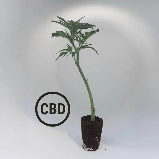 Amnesia CBD