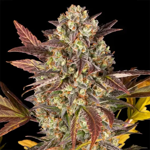 Amnesia Haze Auto