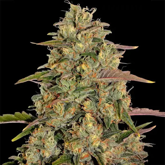 Amnesia Lemon
