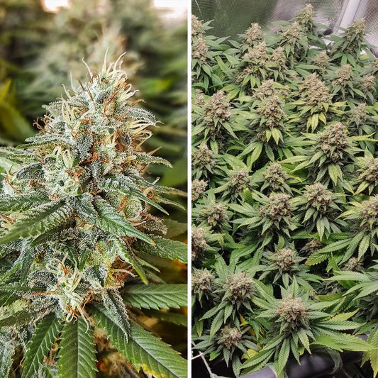 Amsterdam Amnesia
