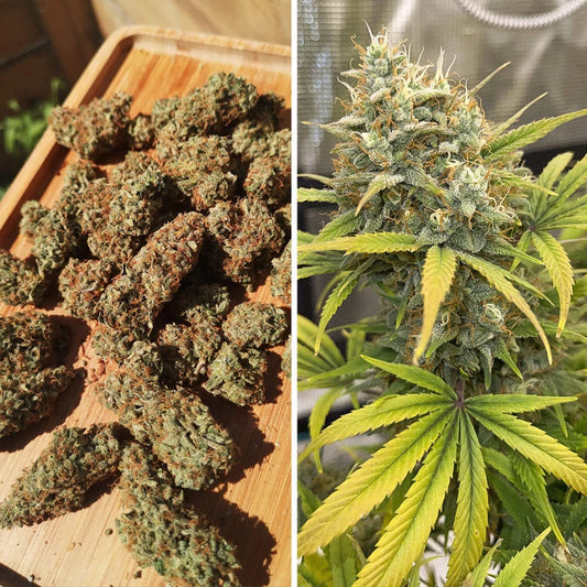 Auto Banana Blaze