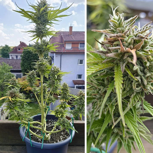 Auto Candy Bubatz XL