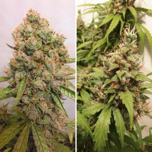 Auto Critical Orange Punch