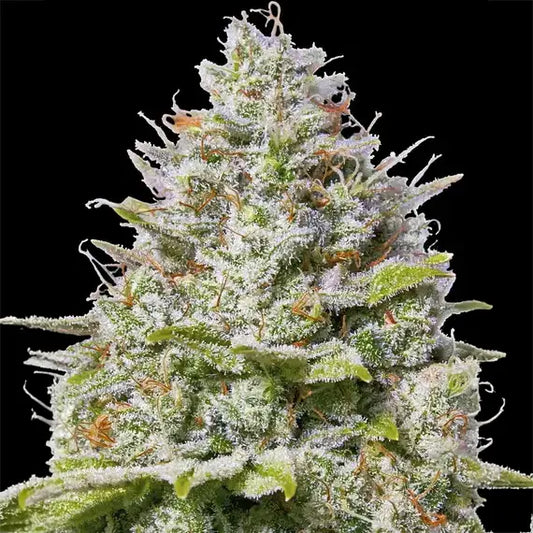 Blue Gelato 41