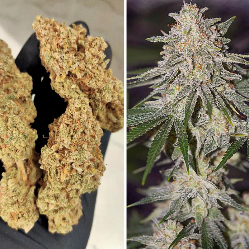 Glueberry OG