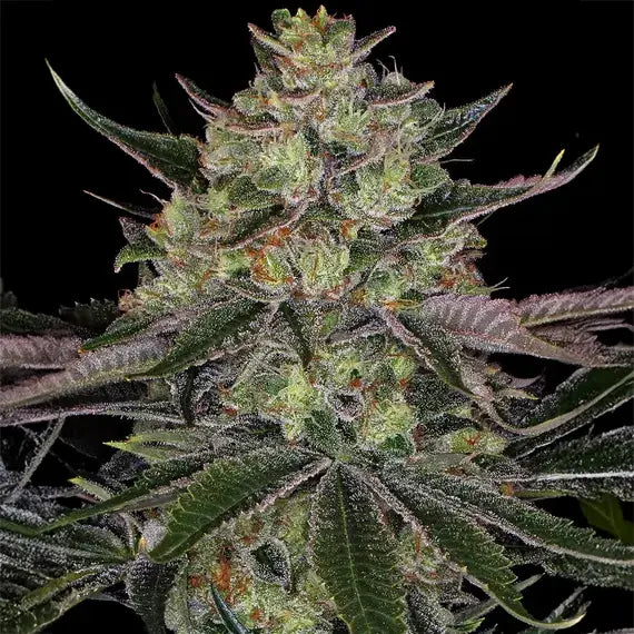 Gorilla Zkittlez