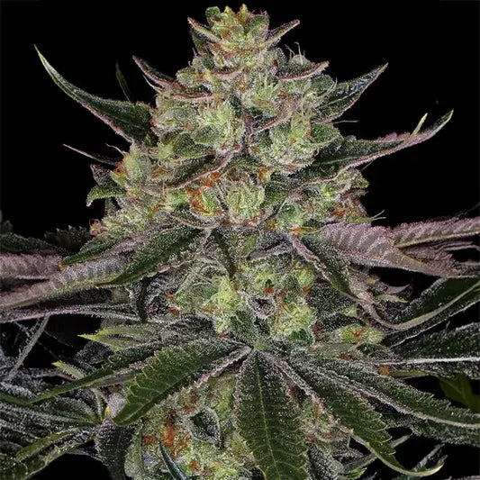 Gorilla Zkittlez