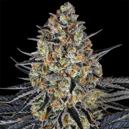 LSD