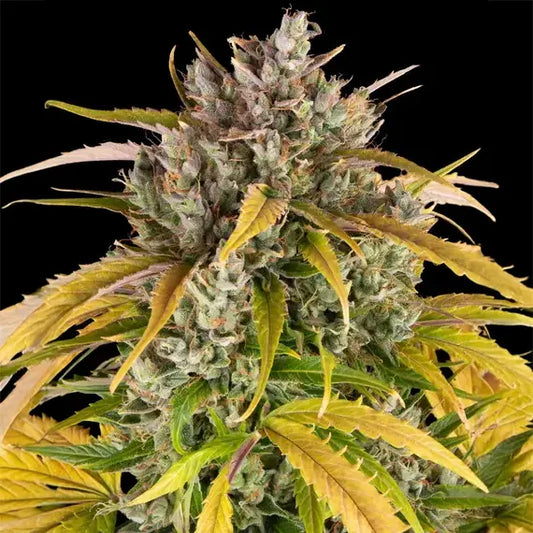LSD Auto