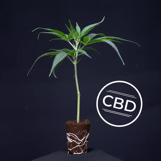 Malibu Skunk (CBD)