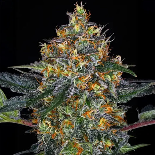 Moby Dick Auto