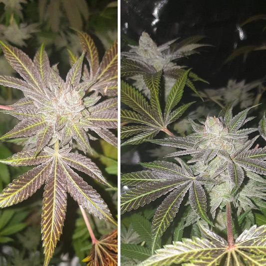 Orange Bud