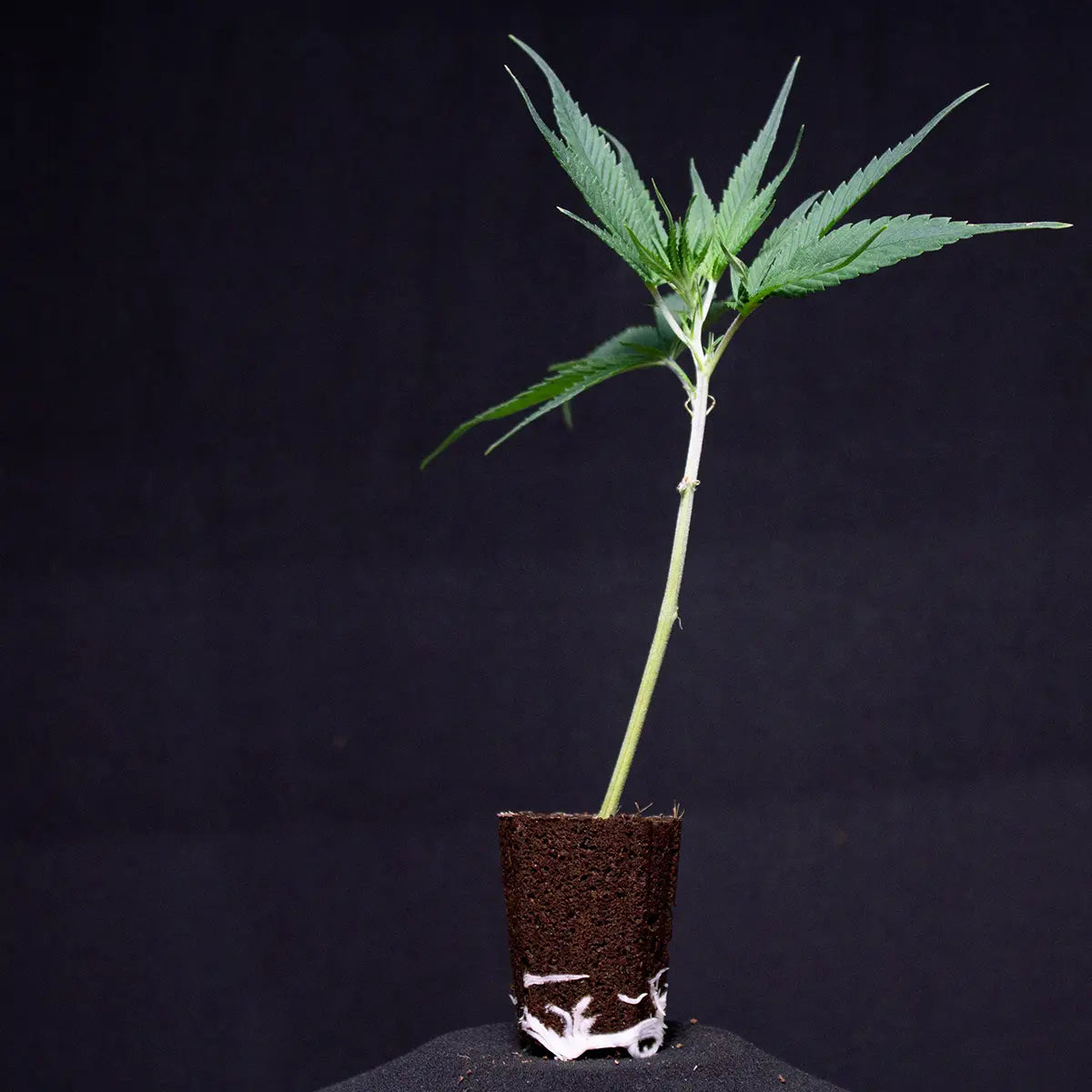 Oreoz OG