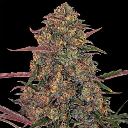 Pineapple Chunk