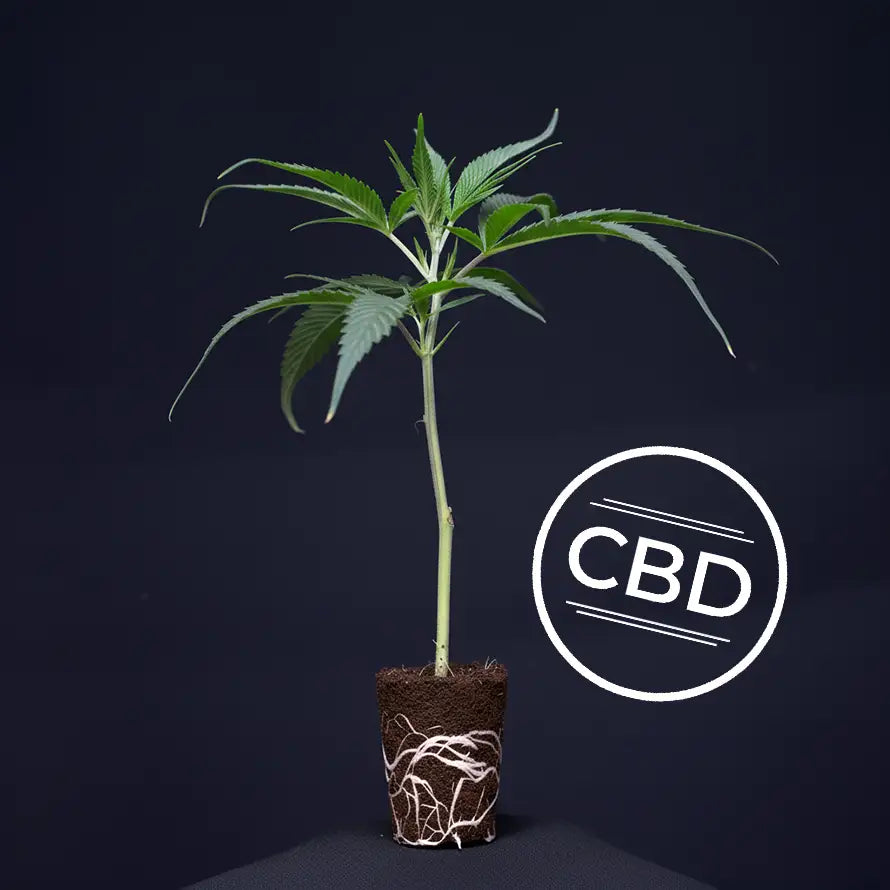 Plutonium CBD