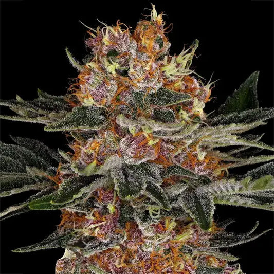 Purple Punch Auto