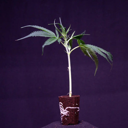 Girl Scout Cookies
