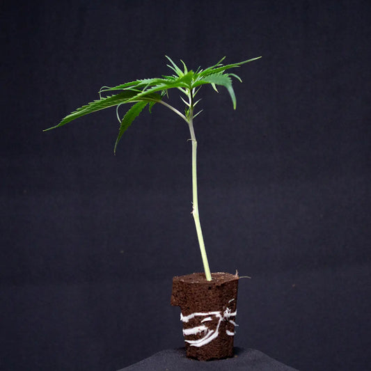 RS11 x Banana OG