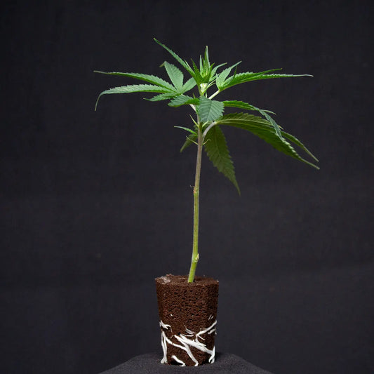 Super Silver Haze
