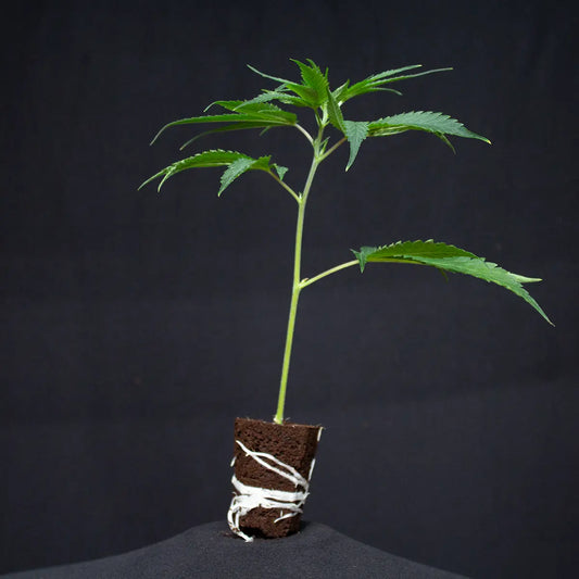 Tropicana Cherry